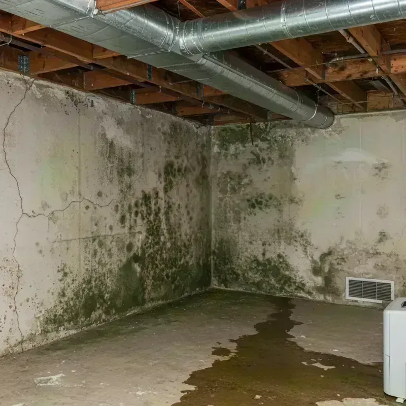 Professional Mold Removal in Bondsville, MA